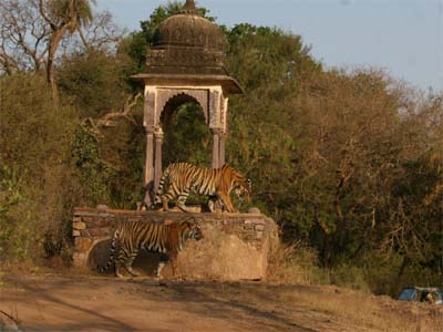 Tiger Safari