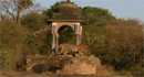 Jungle Safari In Ranthambhore National Park Jungle Safari In Ranthambhore National Park