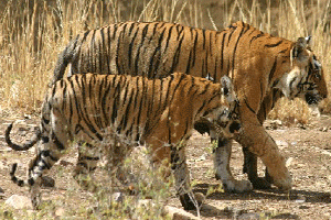 Tigers At Ranthambhore National Park